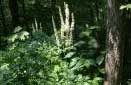 Black Cohosh Herbal Remedy